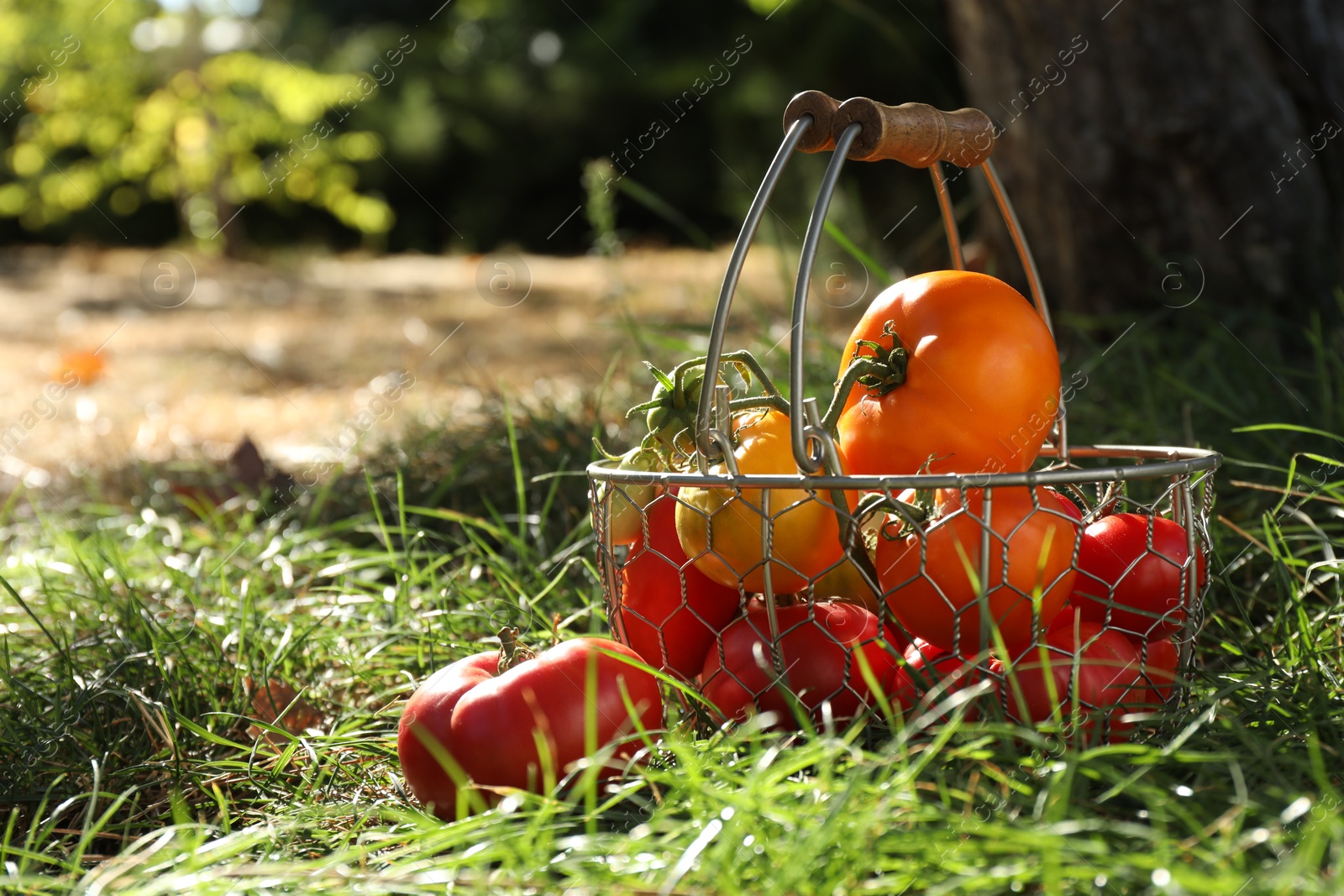 Photo of Different fresh tomatoes in metal basket on green grass outdoors