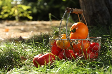 Photo of Different fresh tomatoes in metal basket on green grass outdoors