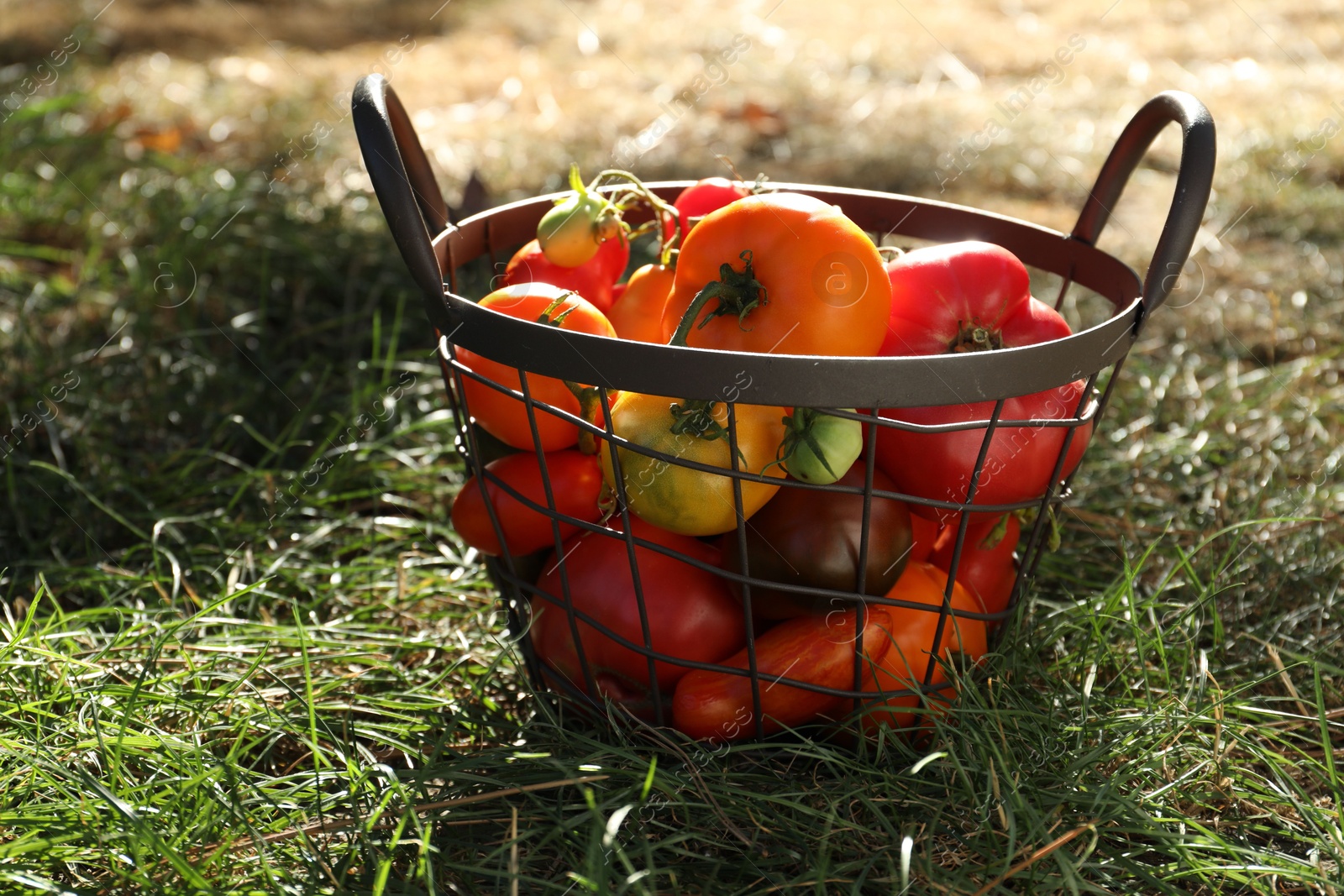 Photo of Different fresh tomatoes in metal basket on green grass outdoors