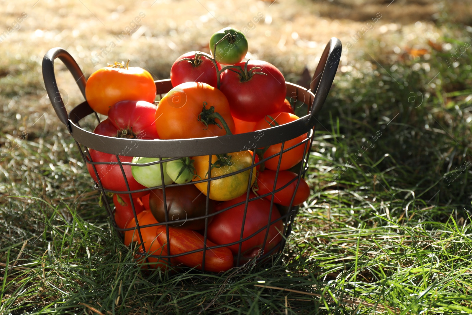 Photo of Different fresh tomatoes in metal basket on green grass outdoors