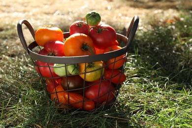 Different fresh tomatoes in metal basket on green grass outdoors