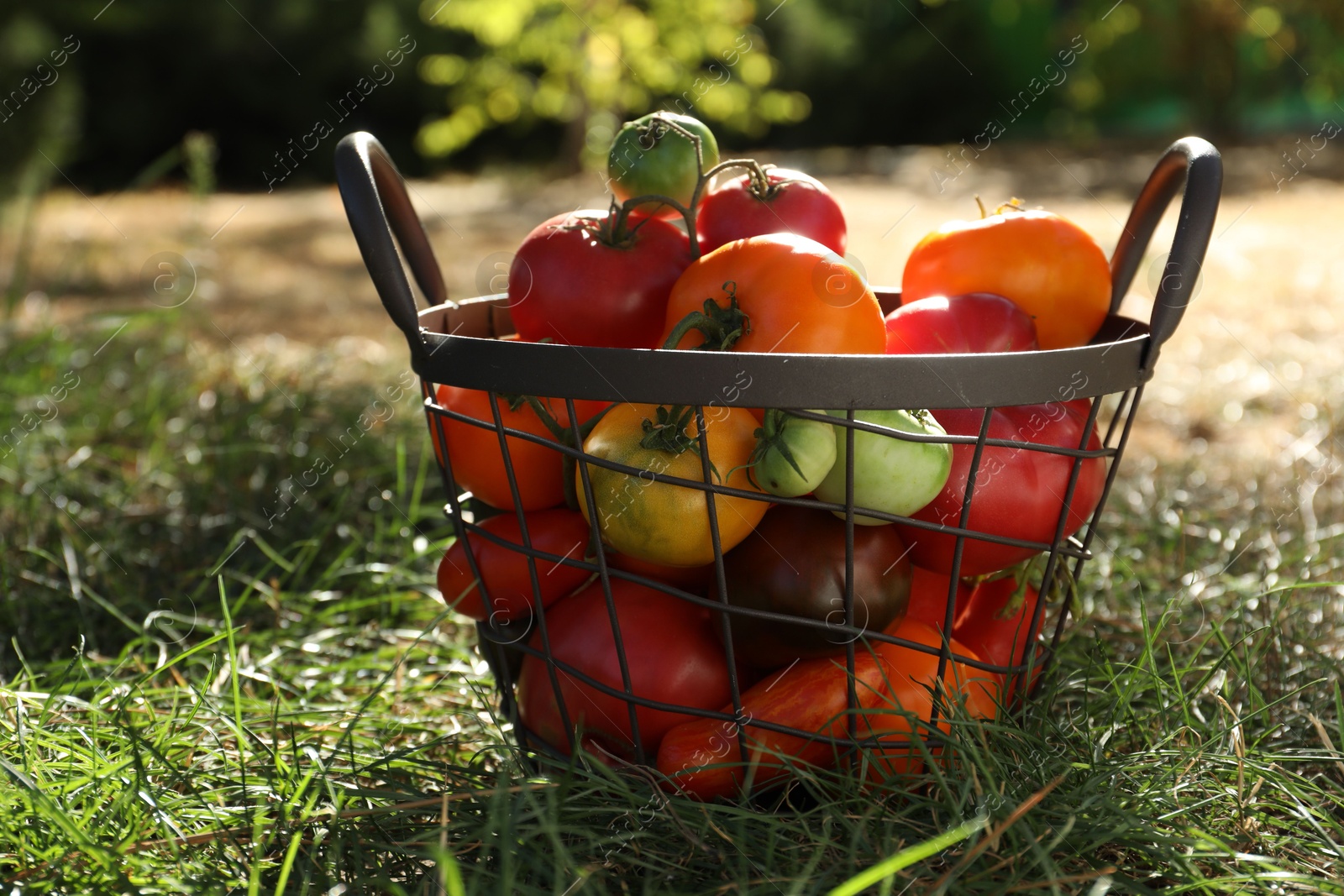 Photo of Different fresh tomatoes in metal basket on green grass outdoors