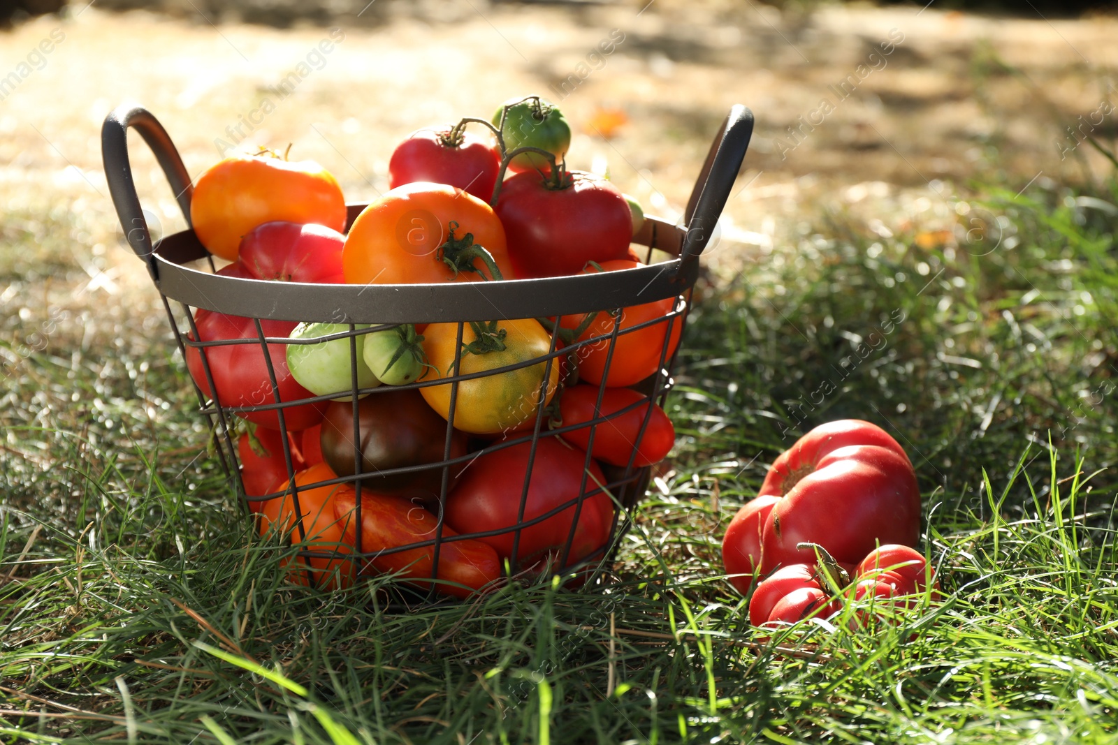 Photo of Different fresh tomatoes in metal basket on green grass outdoors