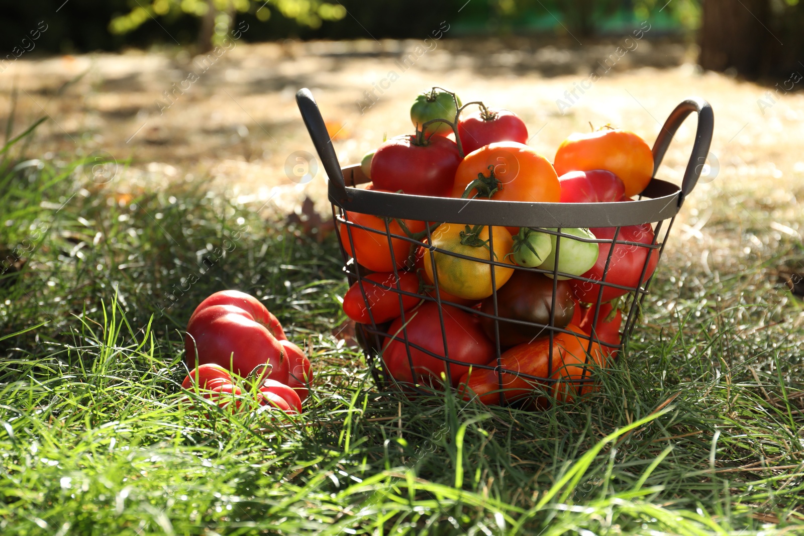 Photo of Different fresh tomatoes in metal basket on green grass outdoors