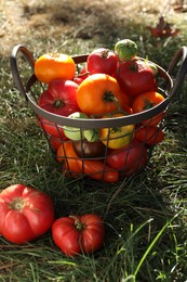 Different fresh tomatoes in metal basket on green grass outdoors