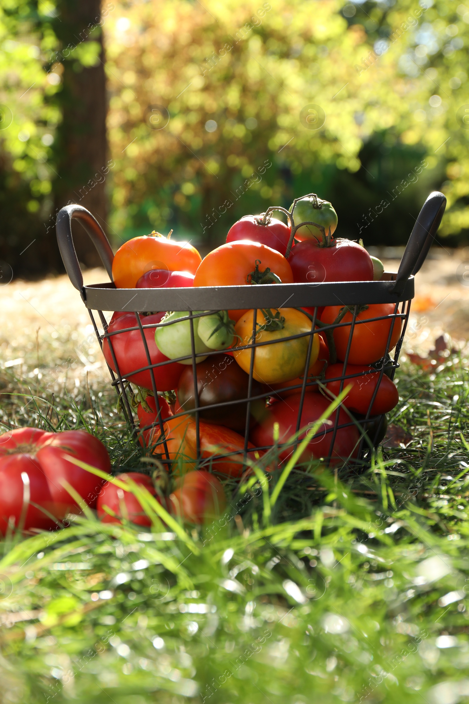 Photo of Different fresh tomatoes in metal basket on green grass outdoors