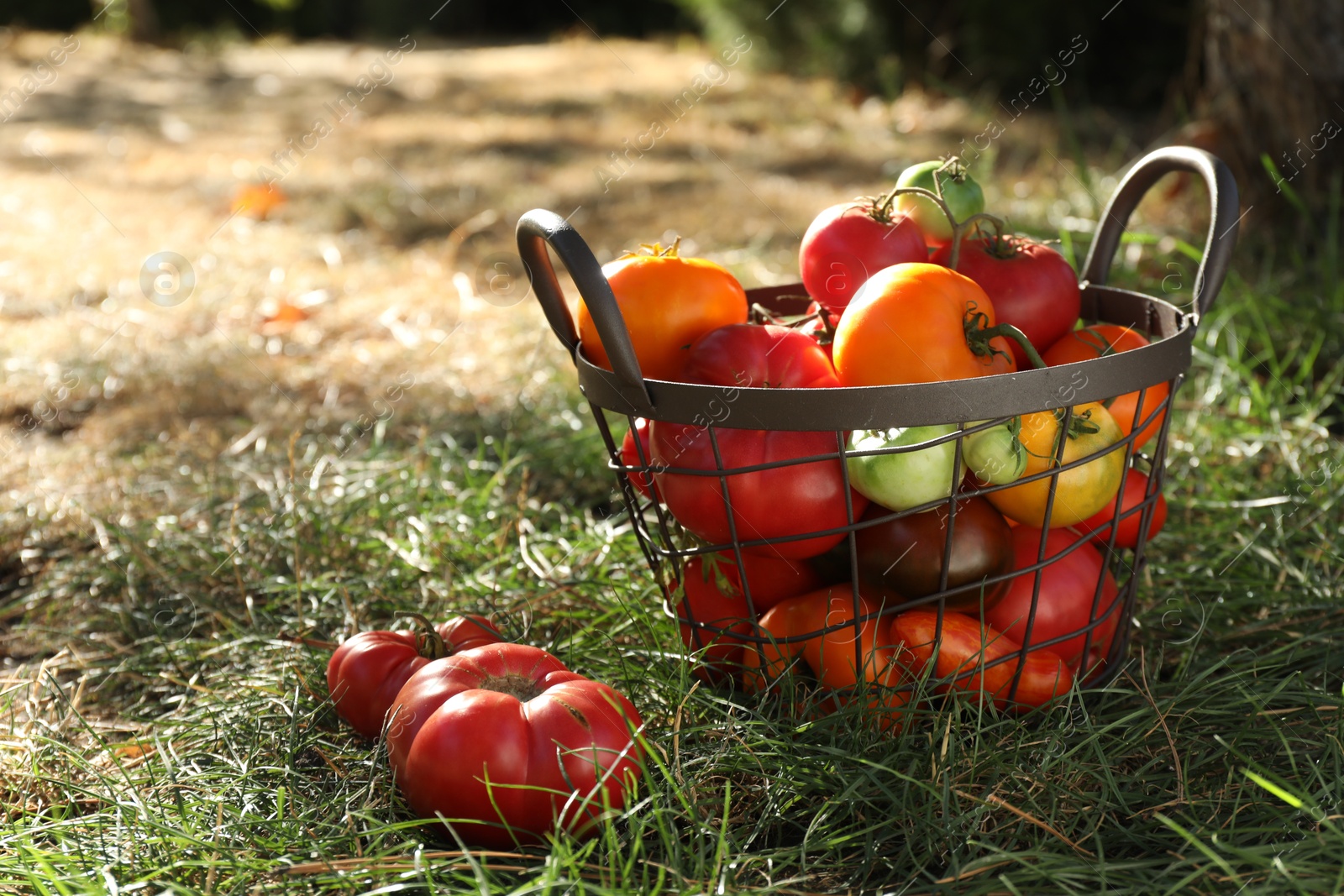 Photo of Different fresh tomatoes in metal basket on green grass outdoors