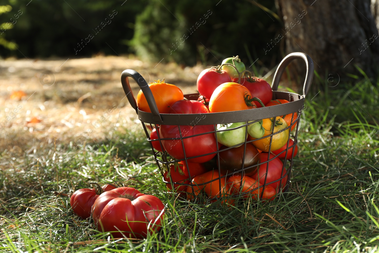 Photo of Different fresh tomatoes in metal basket on green grass outdoors