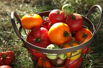 Photo of Different fresh tomatoes in metal basket on green grass outdoors, closeup