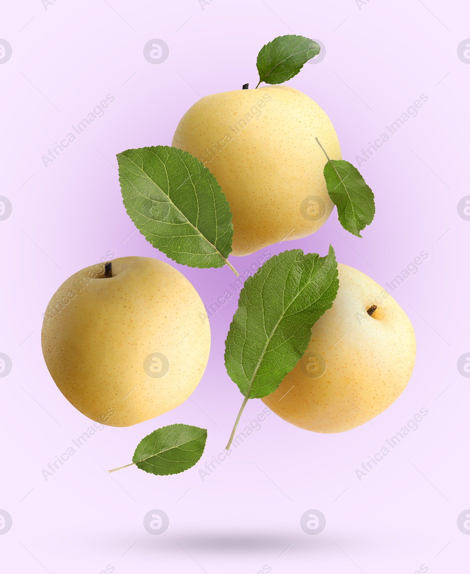 Image of Fresh apple pears and green leaves falling on violet gradient background