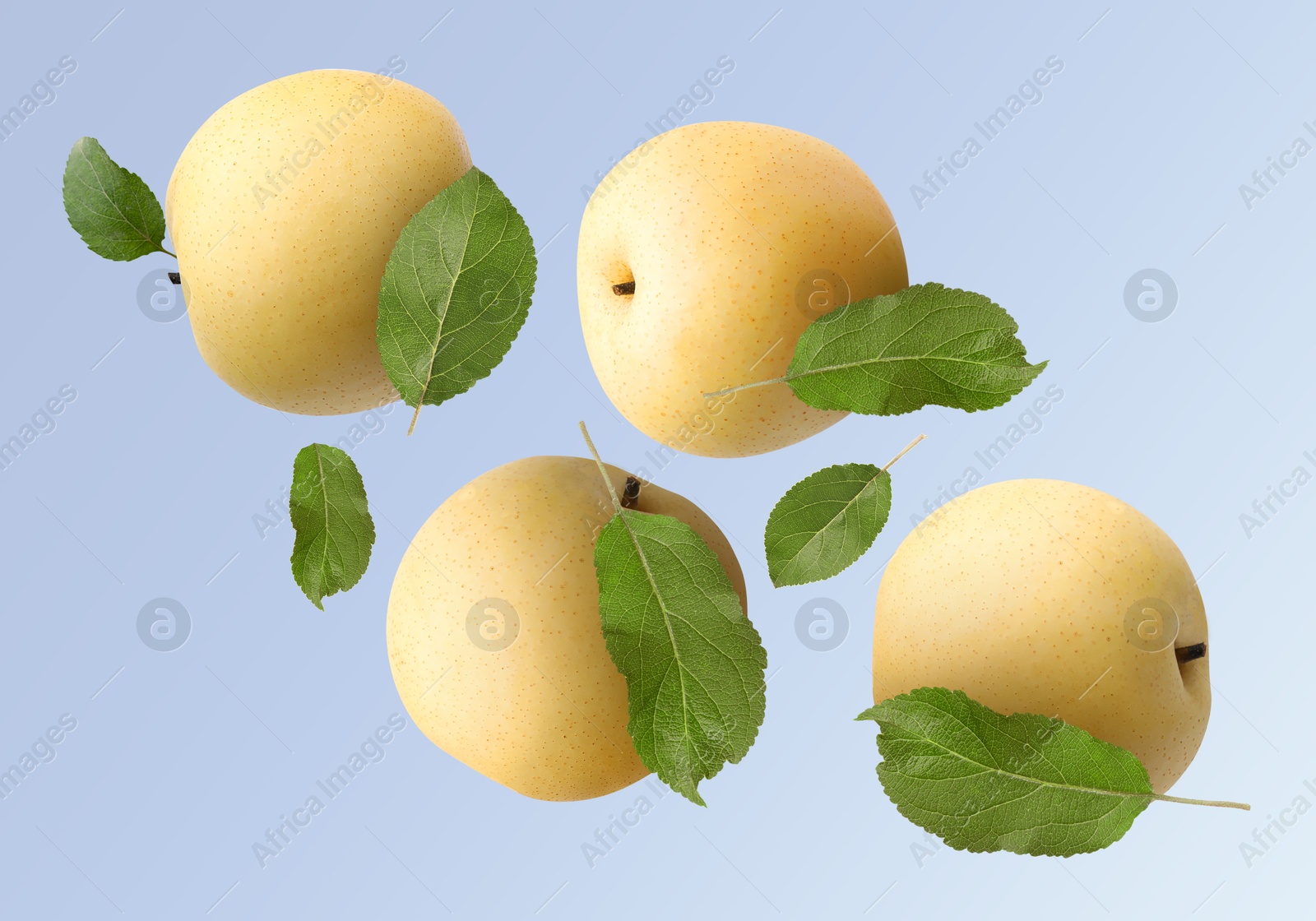 Image of Fresh apple pears and green leaves flying on light blue background