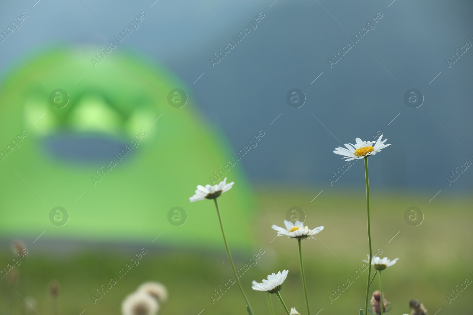 Photo of Beautiful chamomile flowers blooming near tent in mountains, closeup