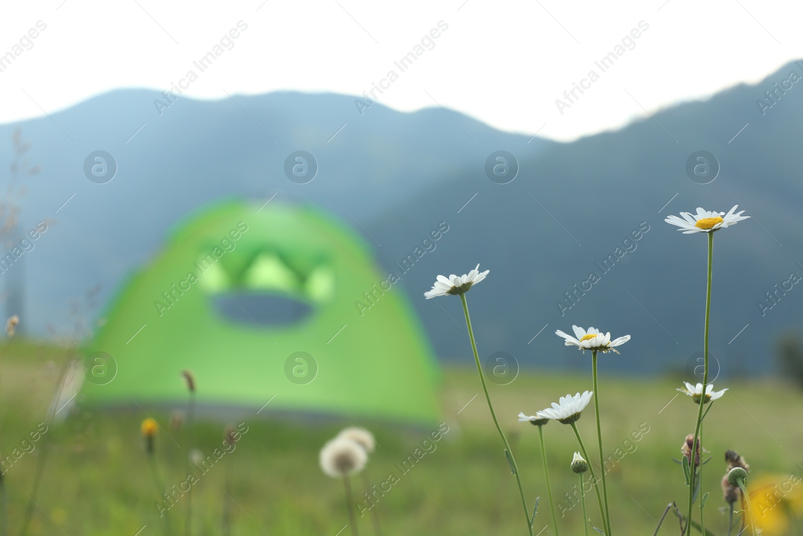 Photo of Beautiful chamomile flowers blooming near tent in mountains, closeup