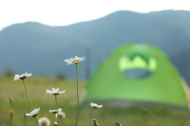 Photo of Beautiful chamomile flowers blooming near tent in mountains, closeup