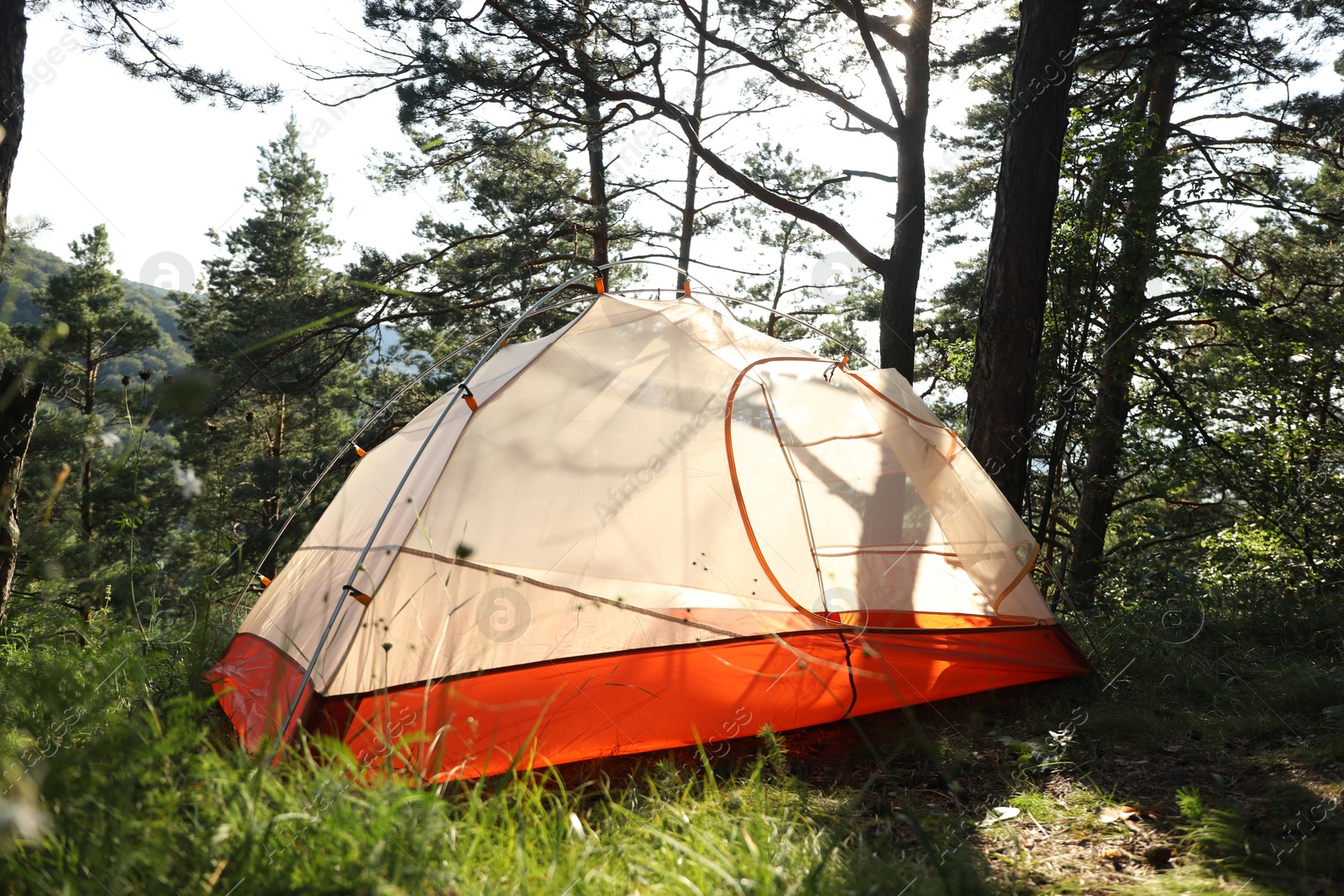 Photo of Modern camping tent in forest at summer