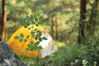 Photo of Modern camping tent in forest at summer, focus on plant