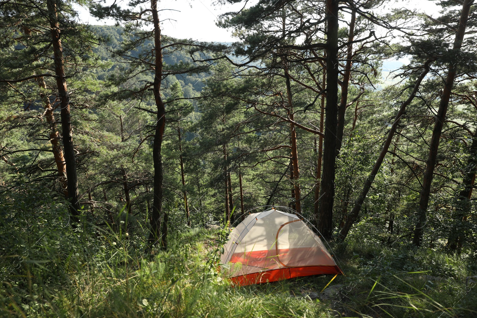 Photo of Modern camping tent in forest at summer