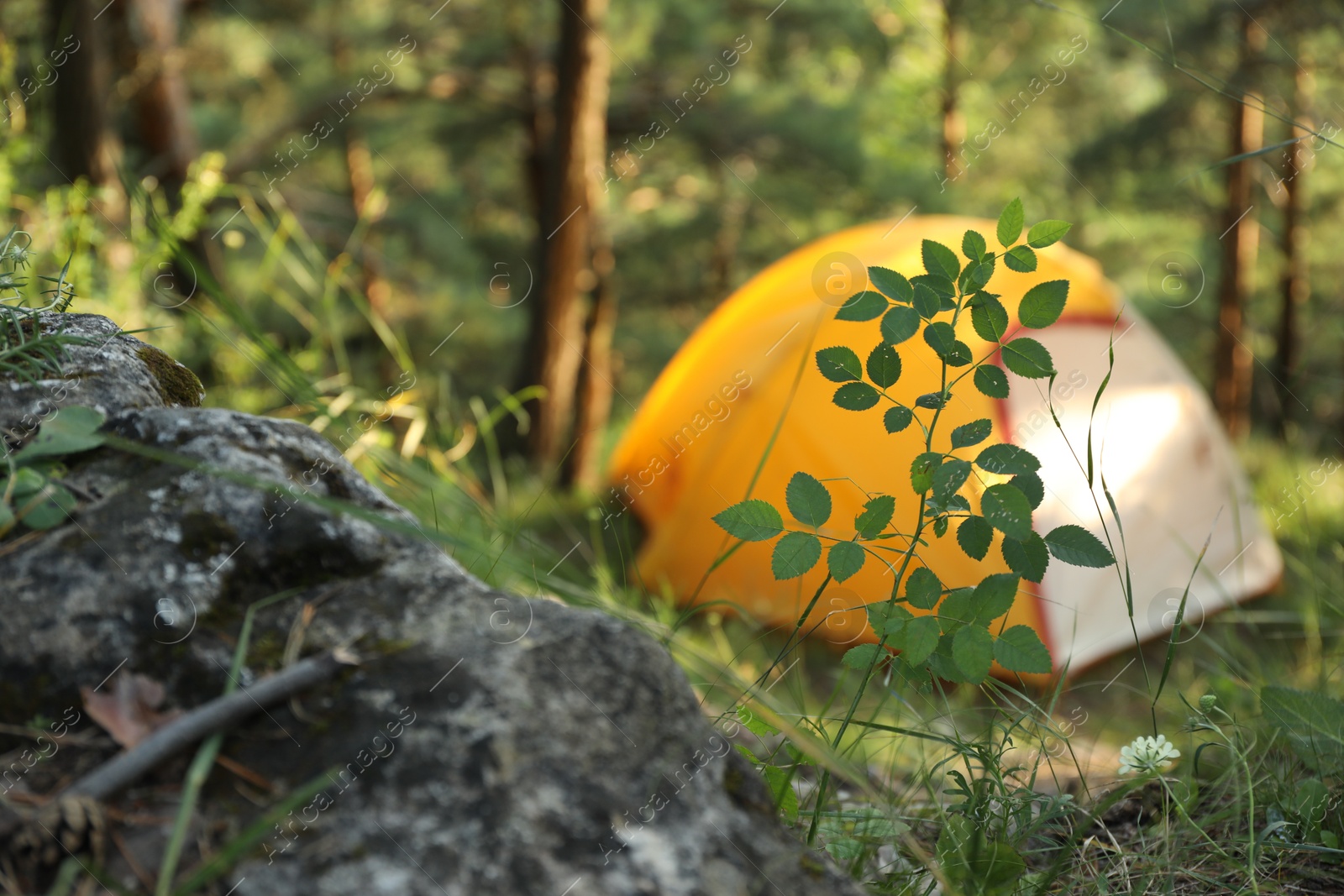 Photo of Modern camping tent in forest at summer, focus on plant