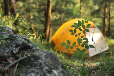 Photo of Modern camping tent in forest at summer, focus on plant