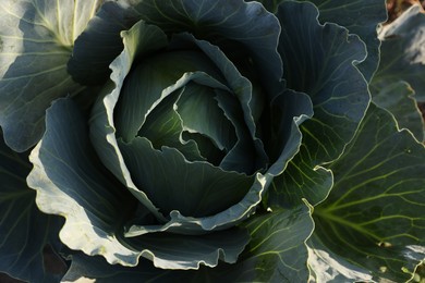 Photo of Green cabbage growing in field on sunny day, closeup