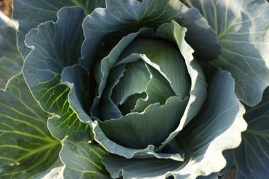 Photo of Green cabbage growing in field on sunny day, closeup