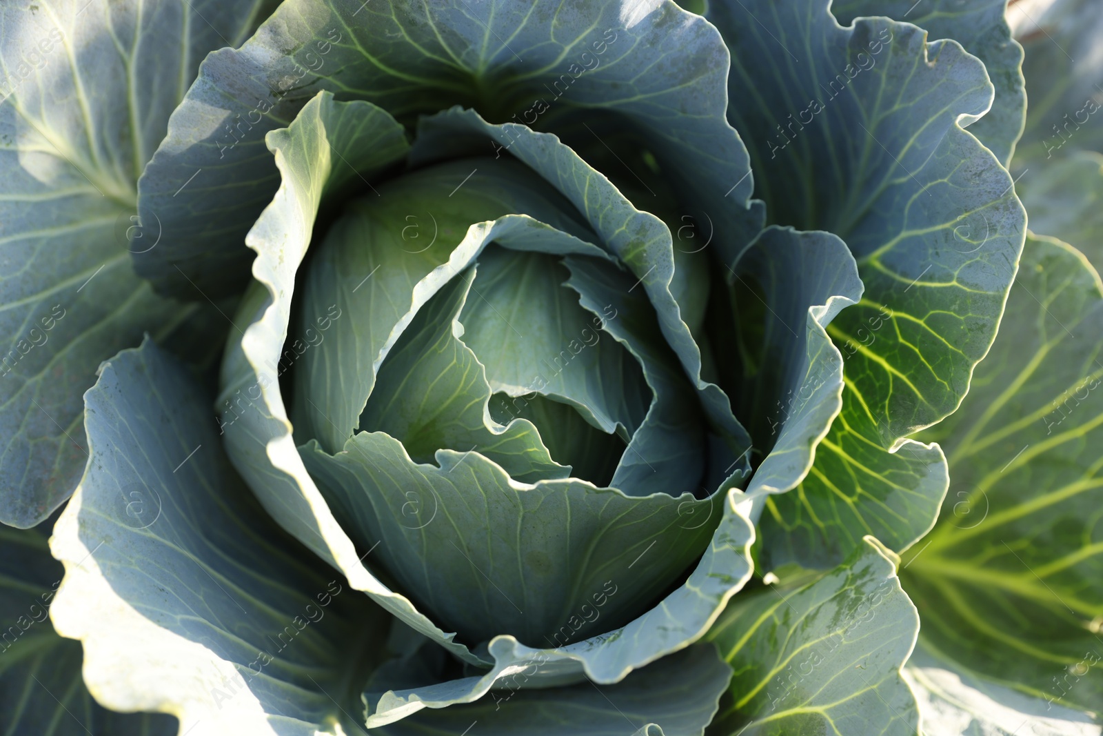 Photo of Green cabbage growing in field on sunny day, closeup