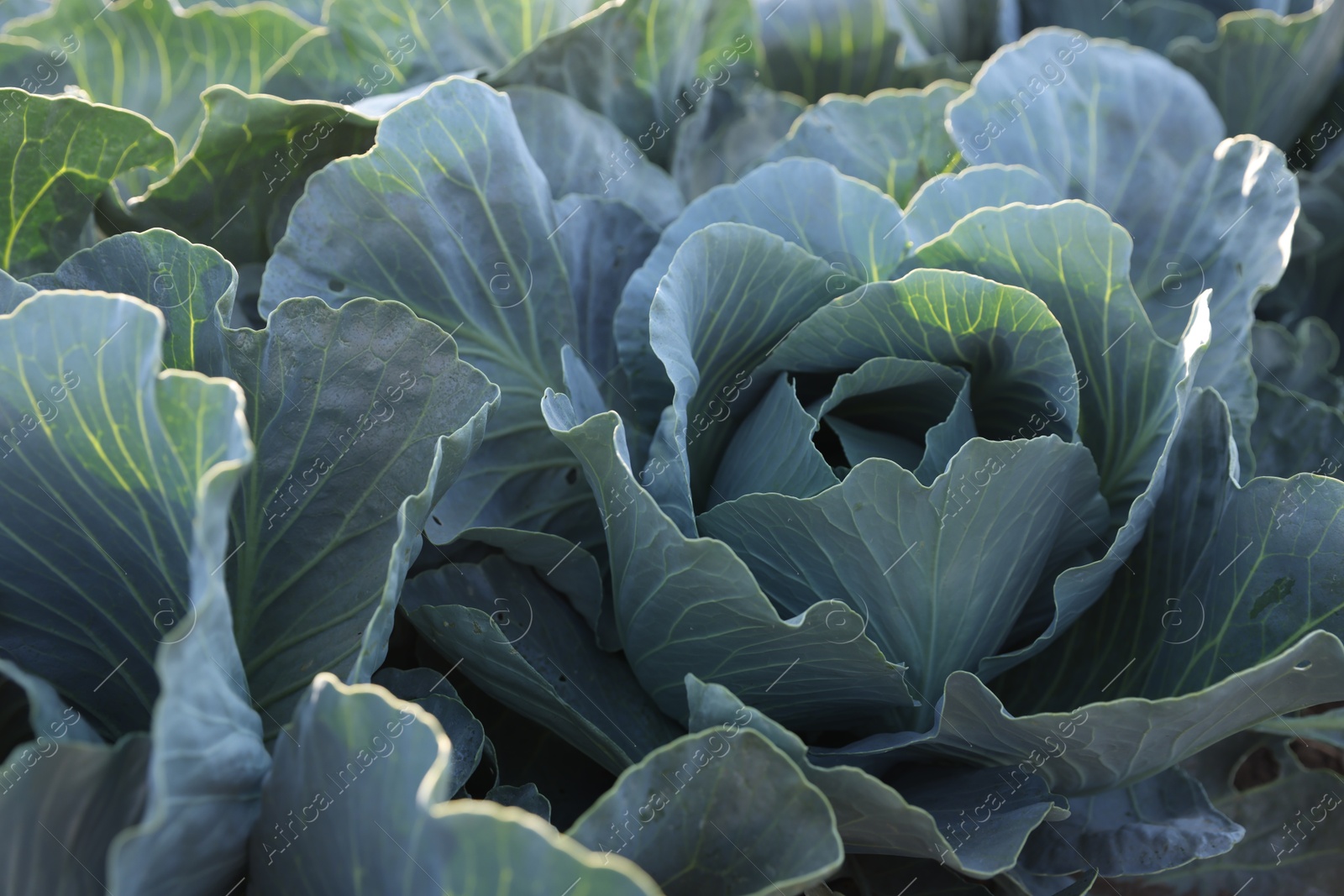 Photo of Green cabbages growing in field on sunny day, closeup