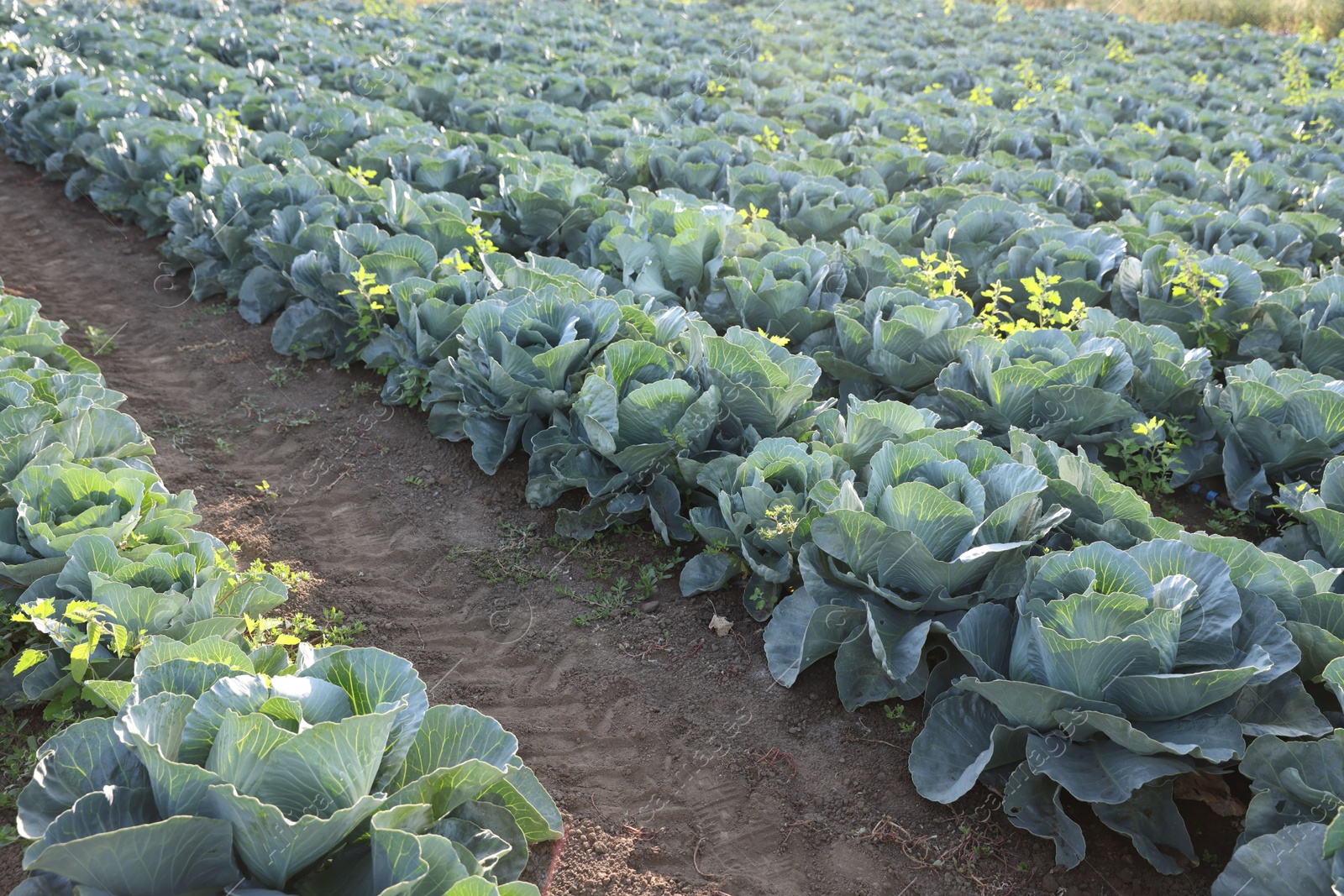 Photo of Green cabbages growing in field on sunny day