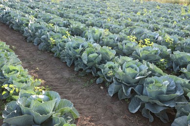 Photo of Green cabbages growing in field on sunny day