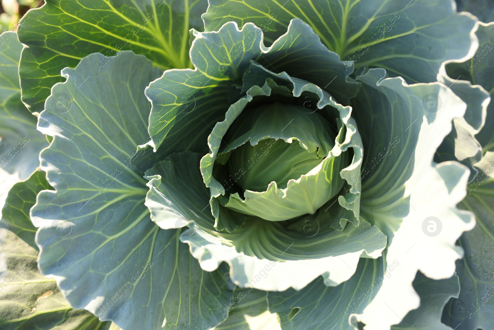 Photo of Green cabbage growing in field on sunny day, closeup