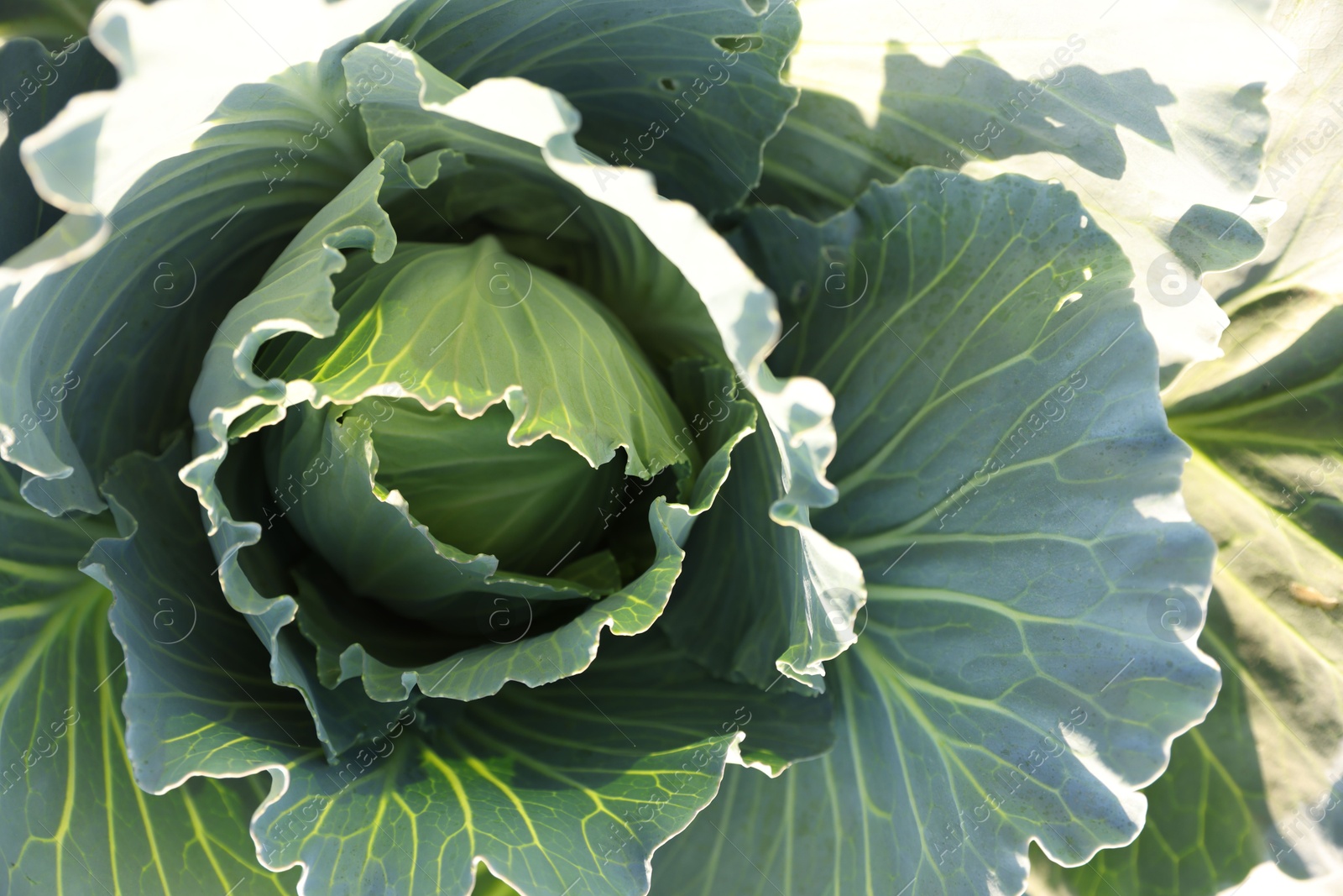 Photo of Green cabbage growing in field on sunny day, closeup