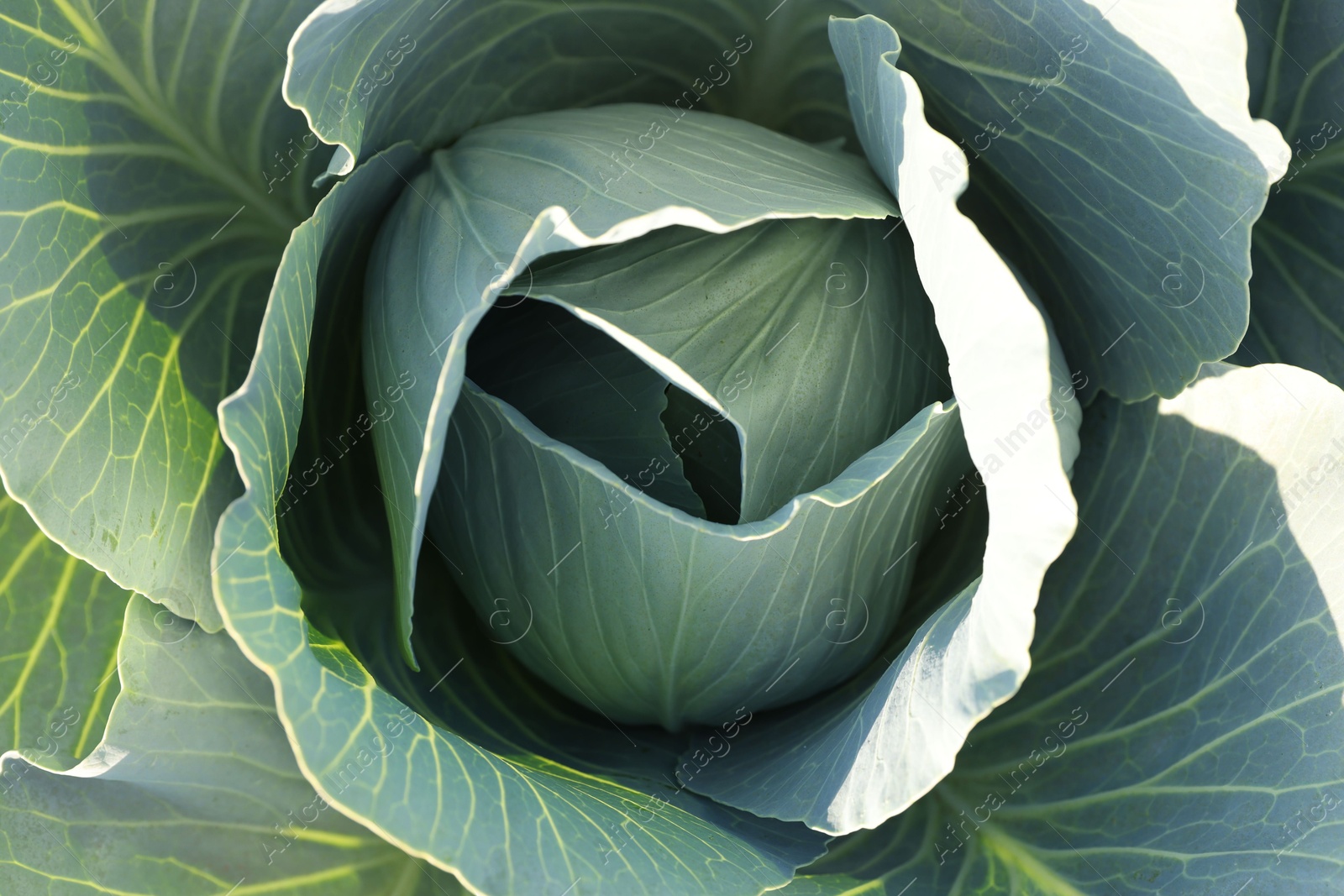 Photo of Green cabbage growing in field on sunny day, closeup