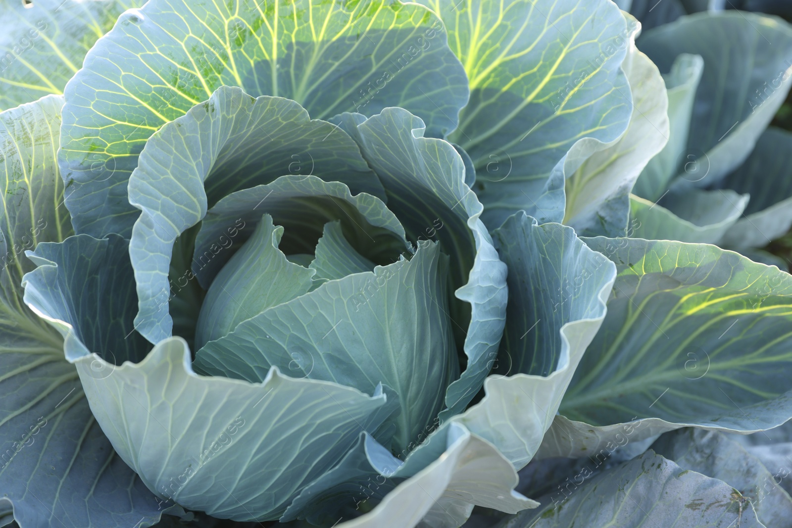 Photo of Green cabbage growing in field on sunny day, closeup