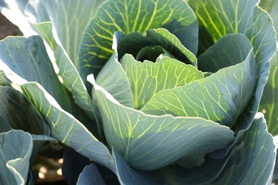 Photo of Green cabbage growing in field on sunny day, closeup