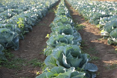 Photo of Green cabbages growing in field on sunny day