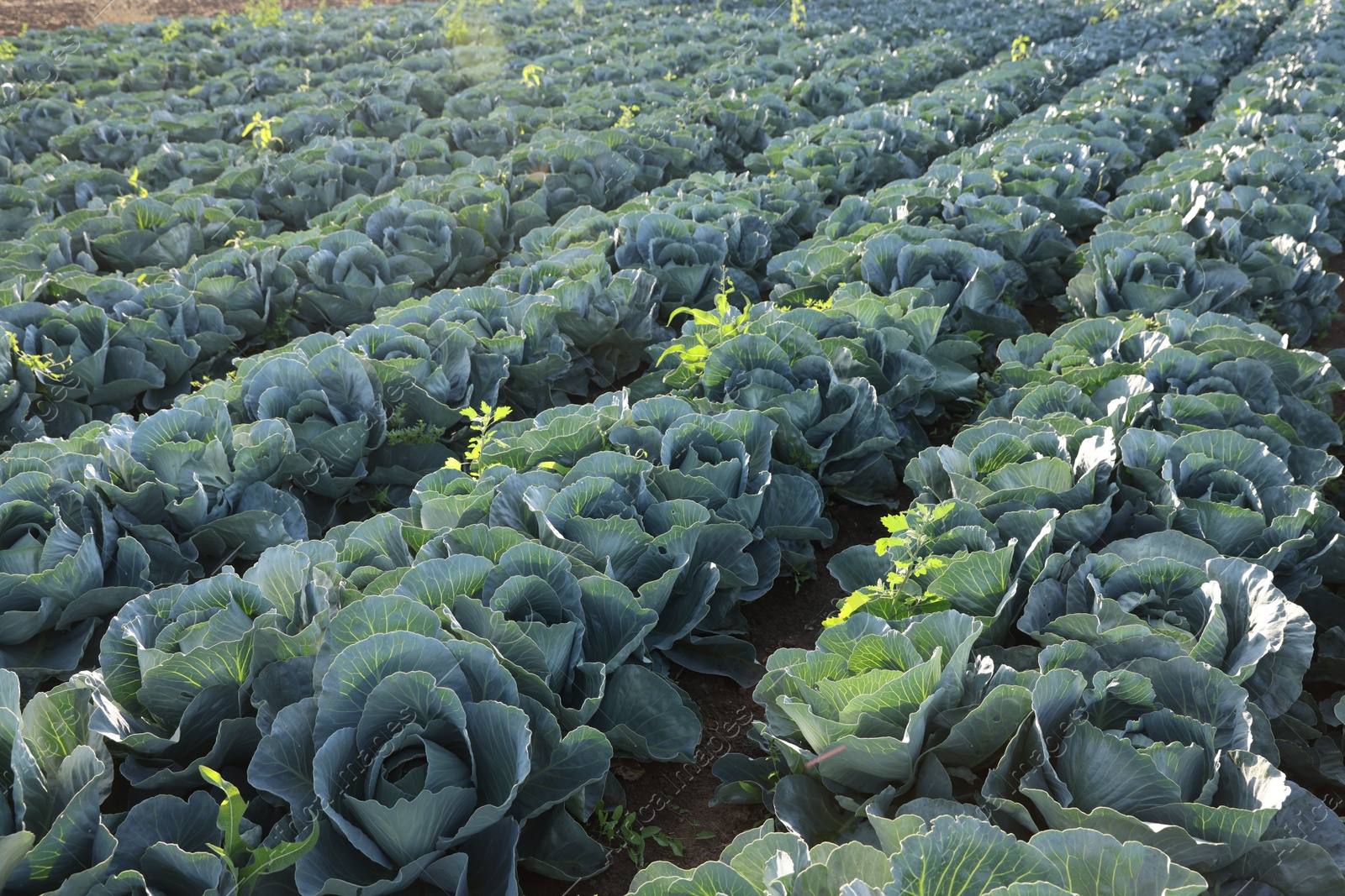 Photo of Green cabbages growing in field on sunny day