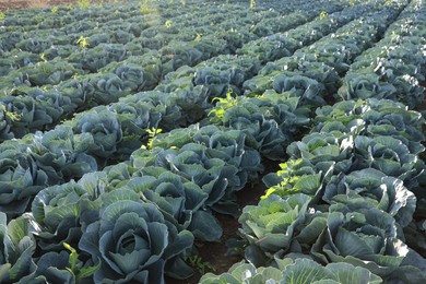 Photo of Green cabbages growing in field on sunny day