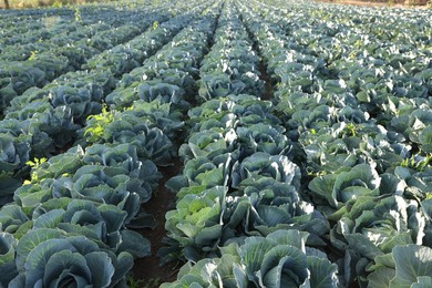 Photo of Green cabbages growing in field on sunny day