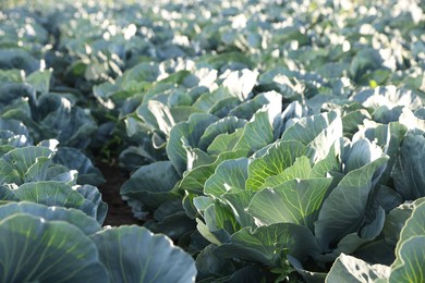 Photo of Green cabbages growing in field on sunny day, closeup