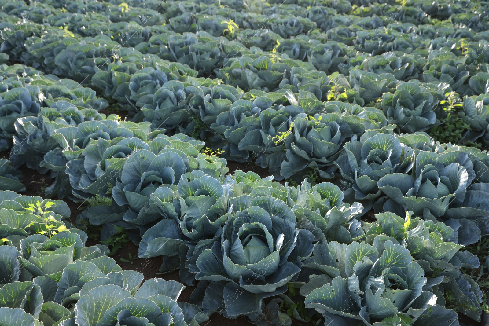 Photo of Green cabbages growing in field on sunny day