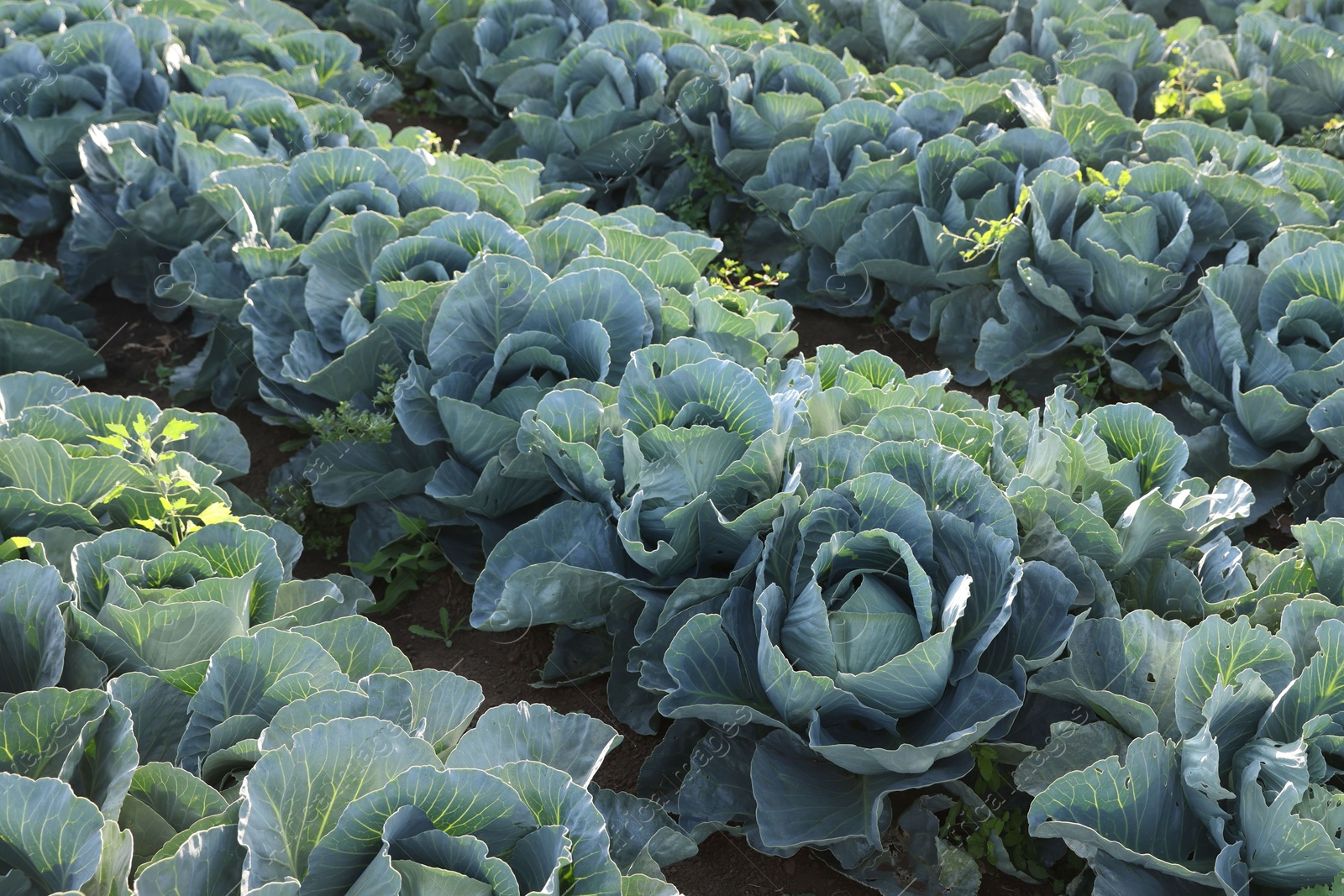 Photo of Green cabbages growing in field on sunny day