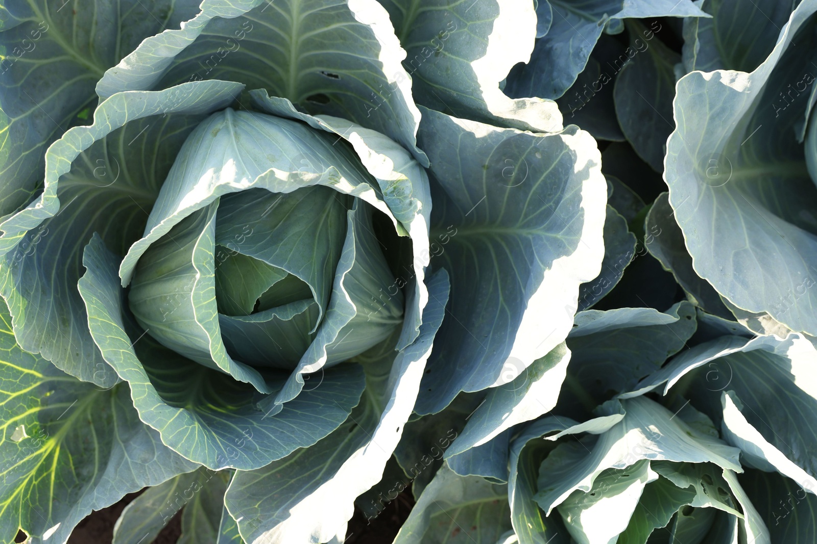 Photo of Green cabbages growing in field on sunny day, closeup