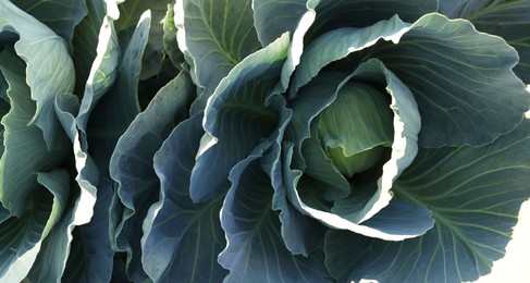 Photo of Green cabbages growing in field on sunny day, closeup