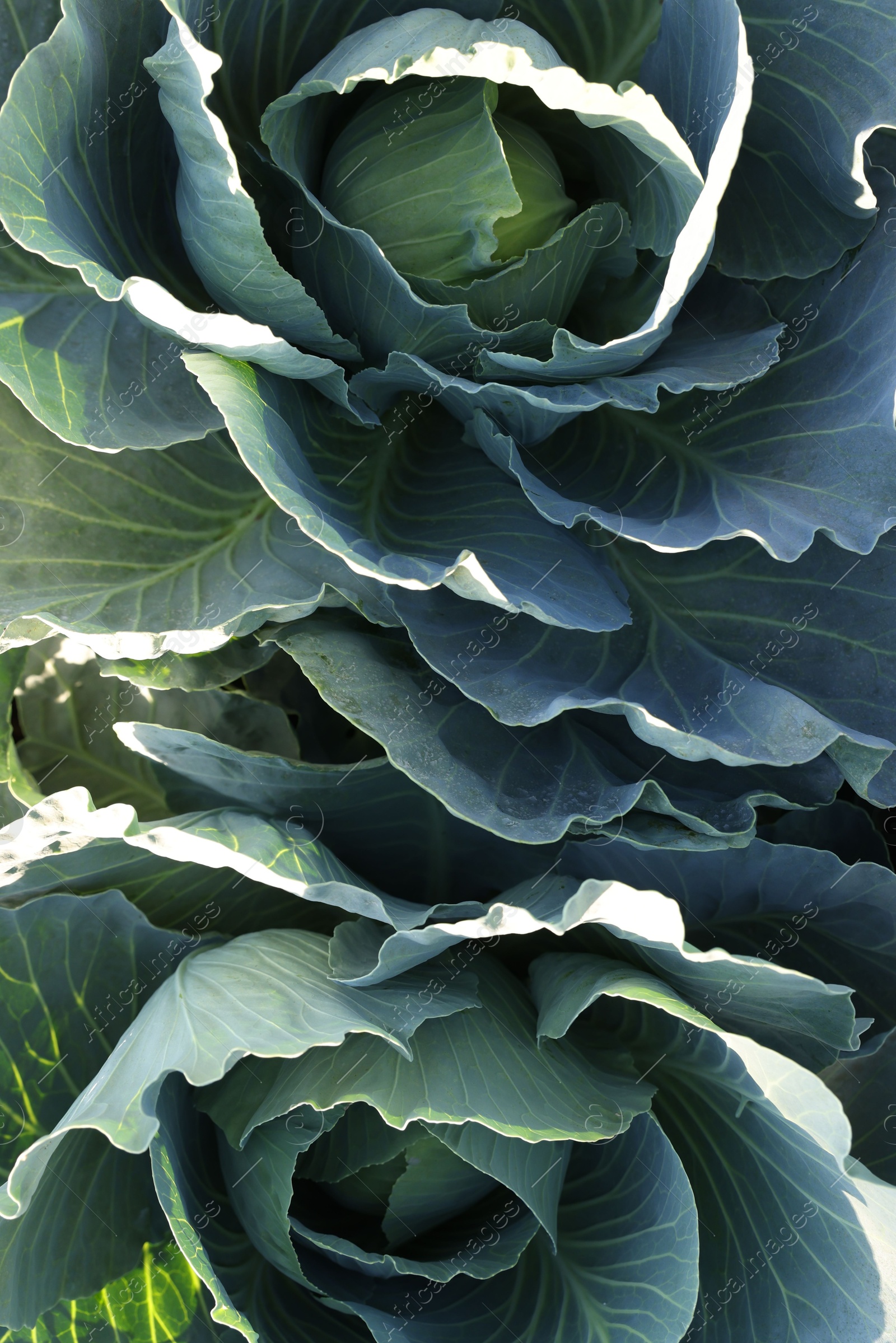 Photo of Green cabbages growing in field on sunny day, top view