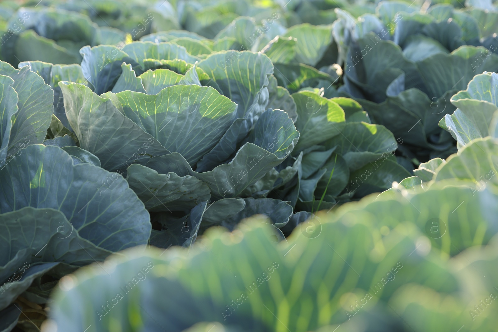 Photo of Green cabbages growing in field on sunny day, closeup