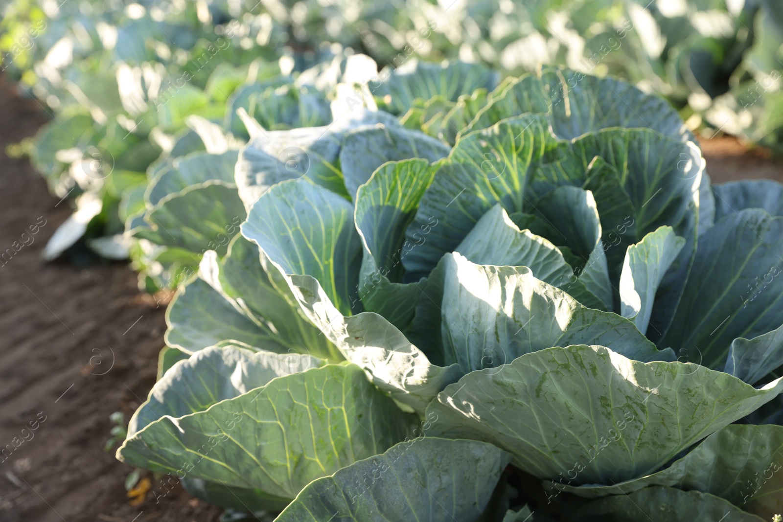 Photo of Green cabbages growing in field on sunny day, closeup