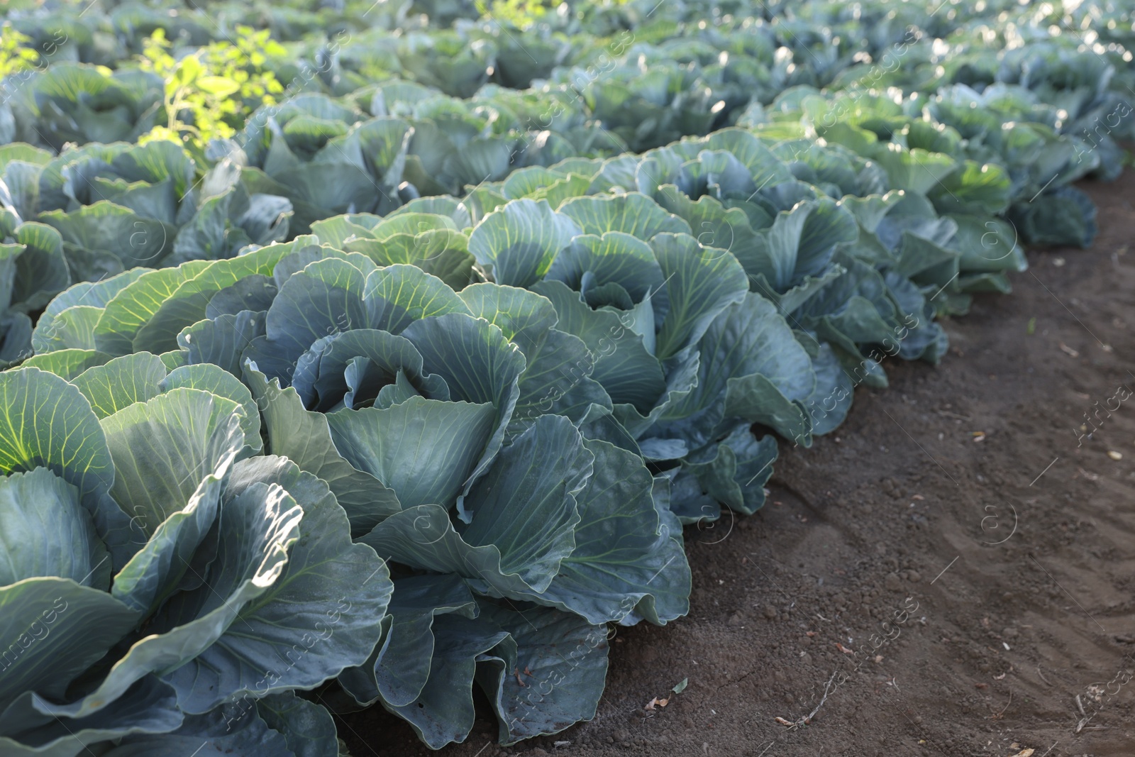 Photo of Green cabbages growing in field on sunny day, closeup