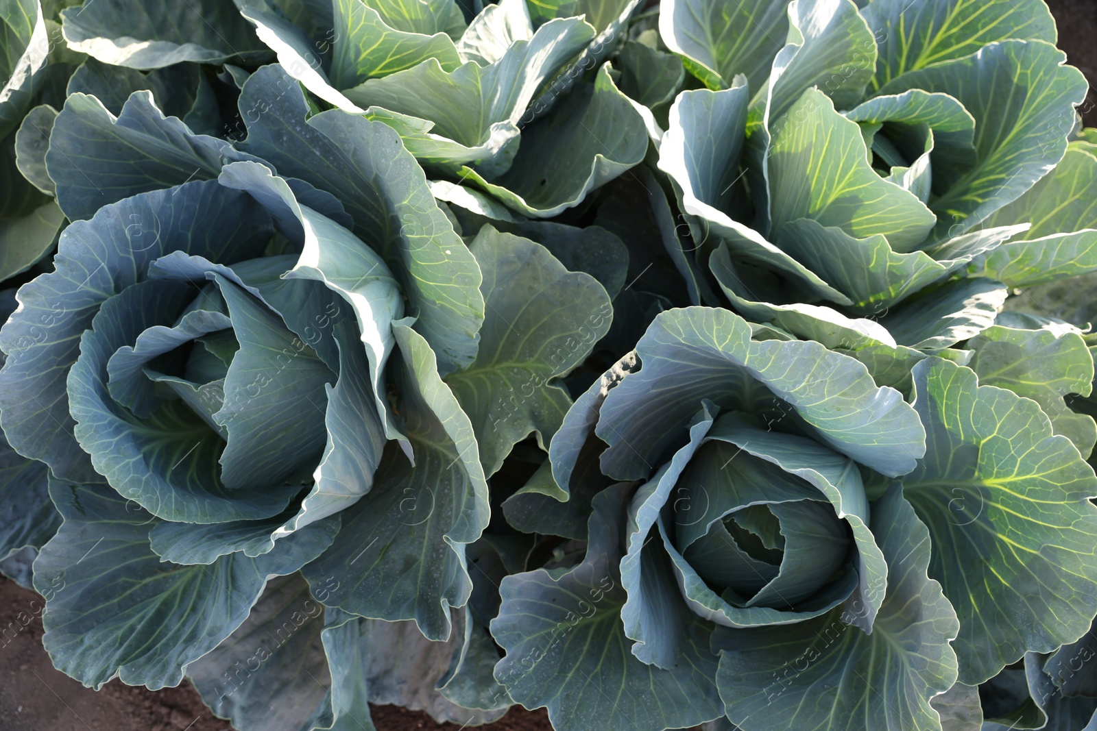 Photo of Green cabbages growing in field on sunny day, top view