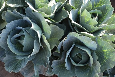 Photo of Green cabbages growing in field on sunny day, top view