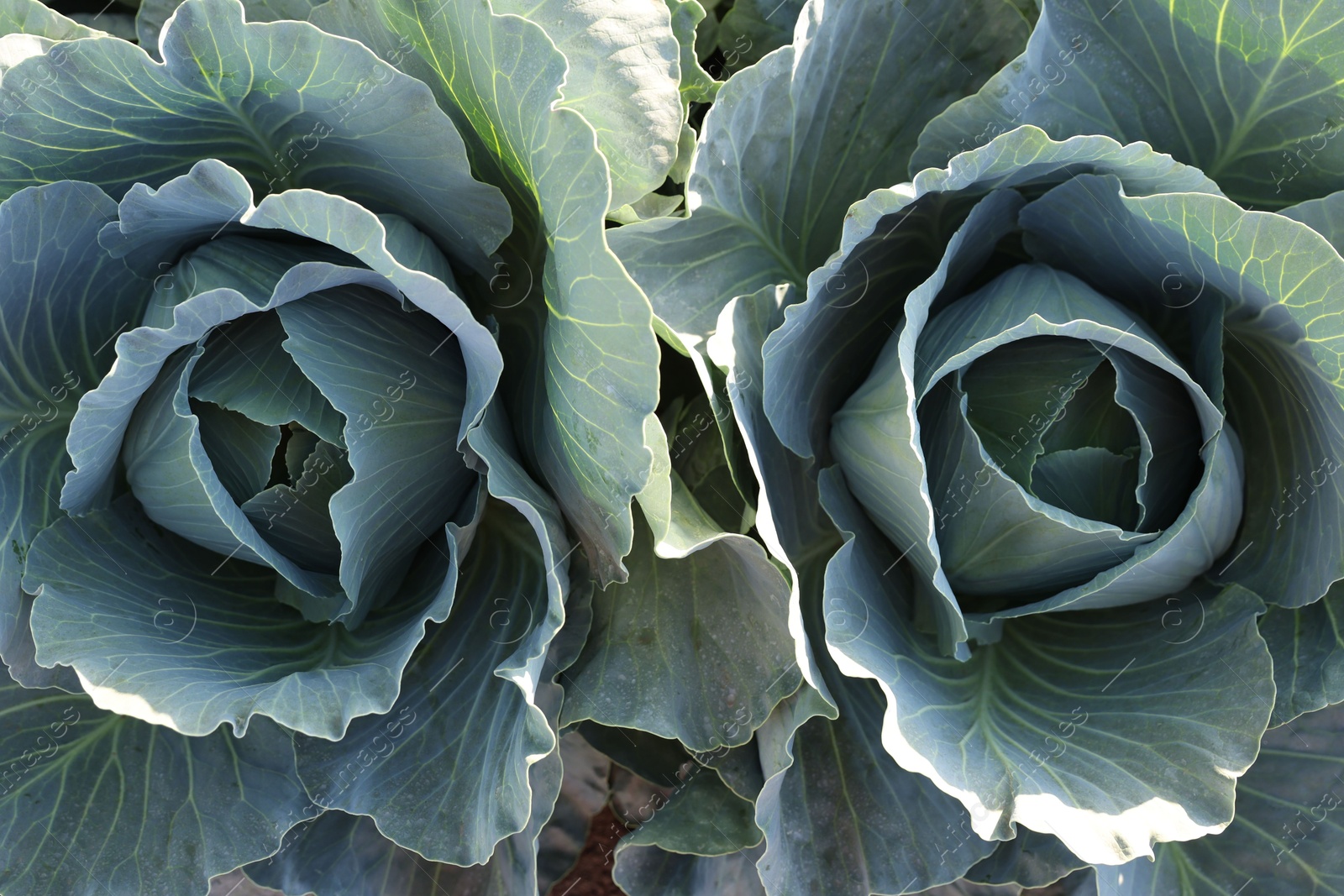 Photo of Green cabbages growing in field on sunny day, top view